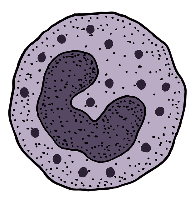 basophil, leukocyte, blood