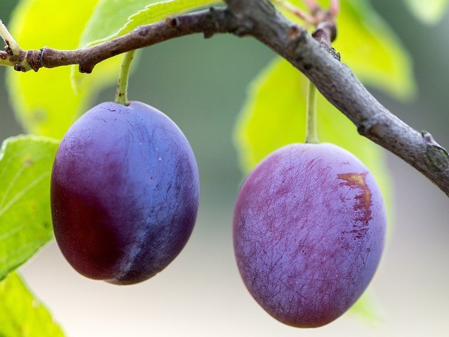 are plums keto diet friendly