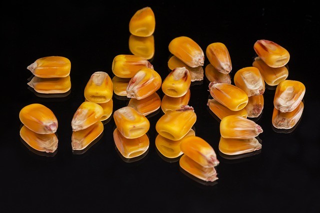 net carbs corn on the cob