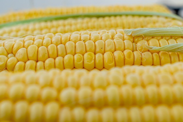 net carbs in corn on the cob