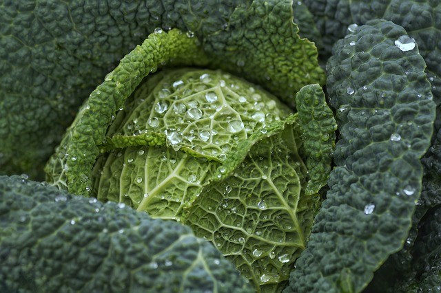how many carbs cabbage