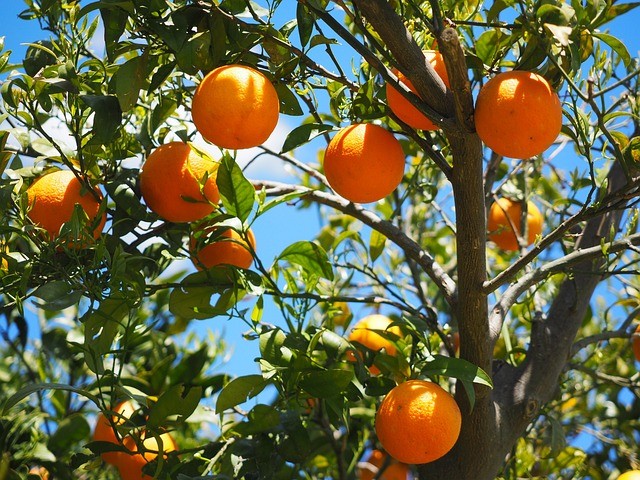 net carbs in one orange